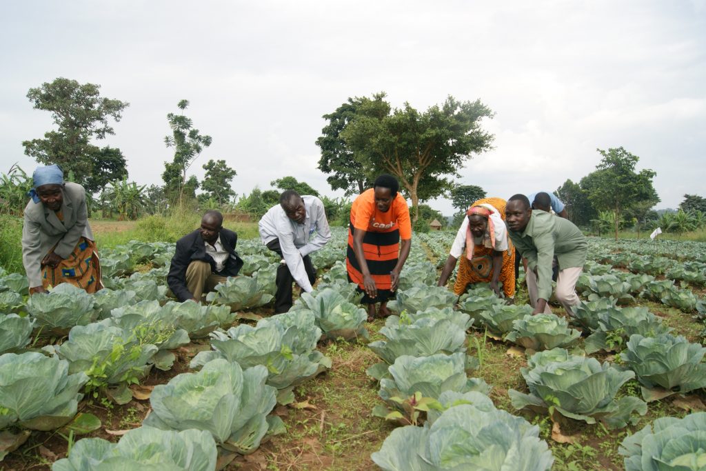 The pros and cons of commercial farming models in Africa