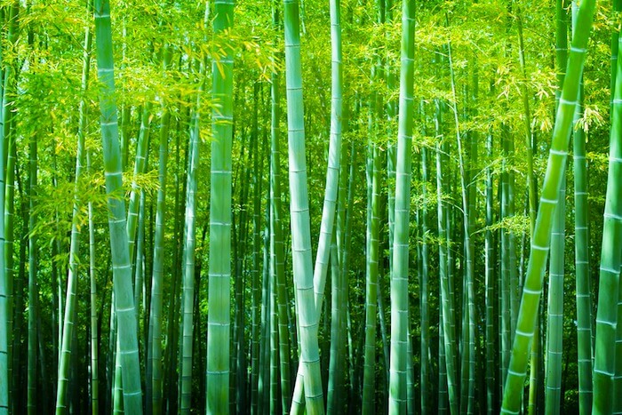 Lessons from Chinese bamboo, ghanatalksbusiness.com