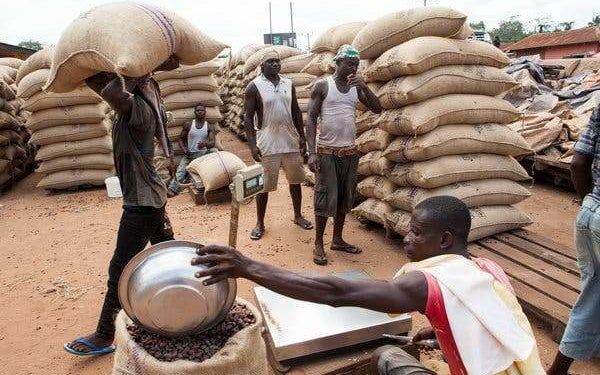 cocoa traders