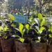 coffee_seedlings