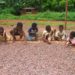 When cocoa child labour is not child labour, ghanatlalksbusiness.com