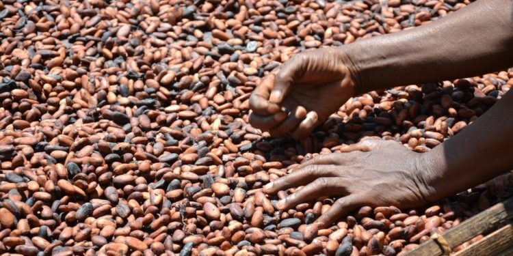 Ghana's cocoa, ghanatalkbusiness.com