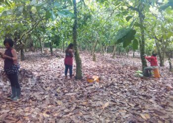 children helping on cocoa farms