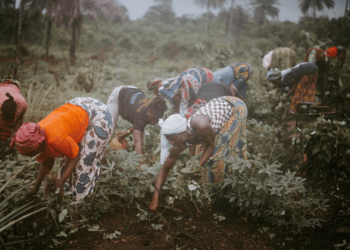 Ghanaian farmers, ghanatalksbusiness.com
