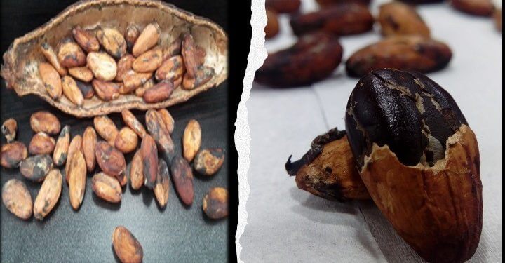 Cocoa farmers income, ghanatalksbusiness.com