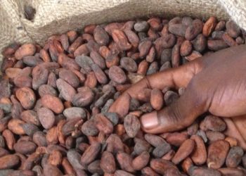 Producer price of cocoa