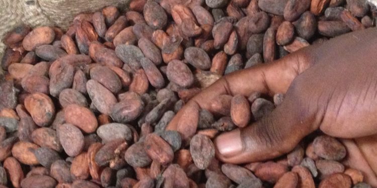 Producer price of cocoa